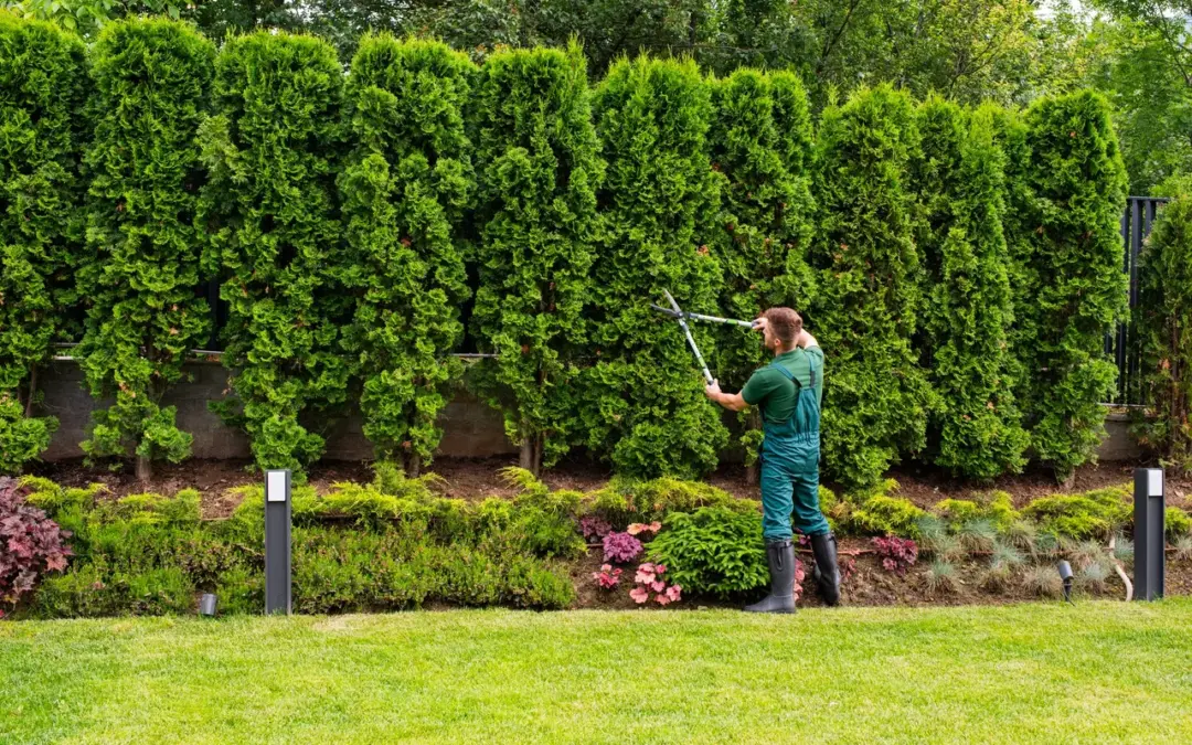Year round lawn care