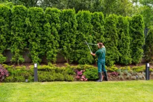 Year round lawn care
