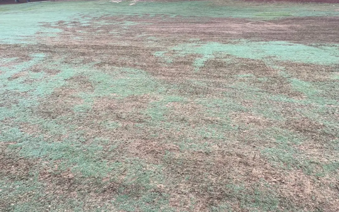 new lawn